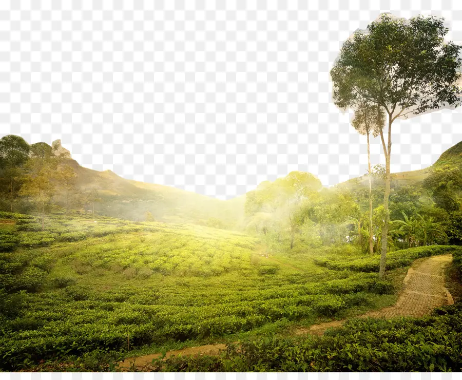 çay，Sri Lanka PNG