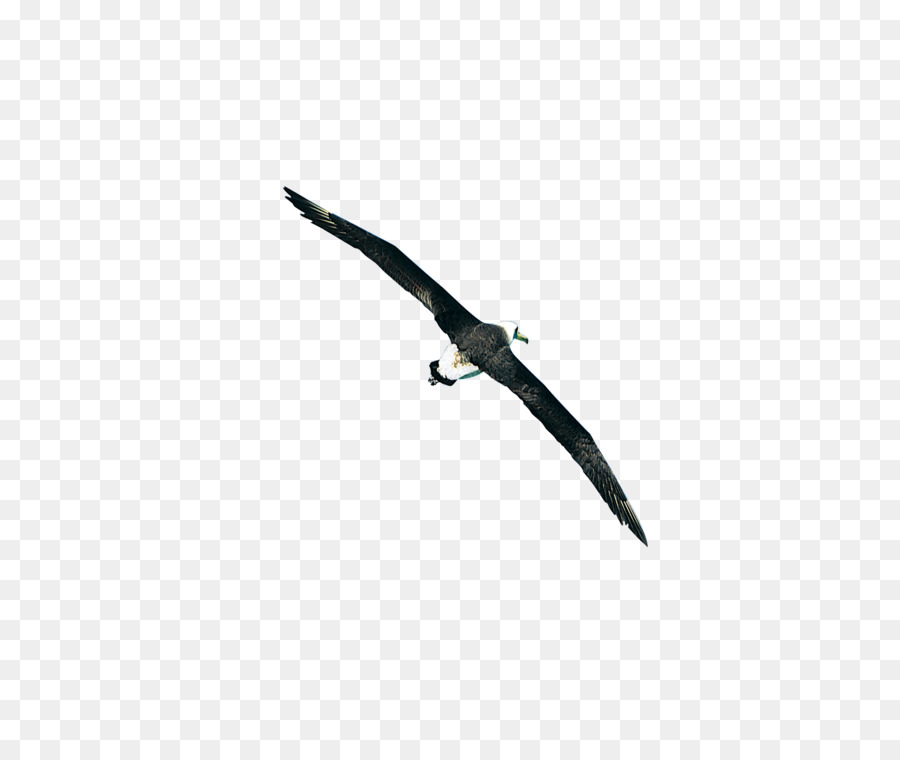 Kuş，Siyah PNG