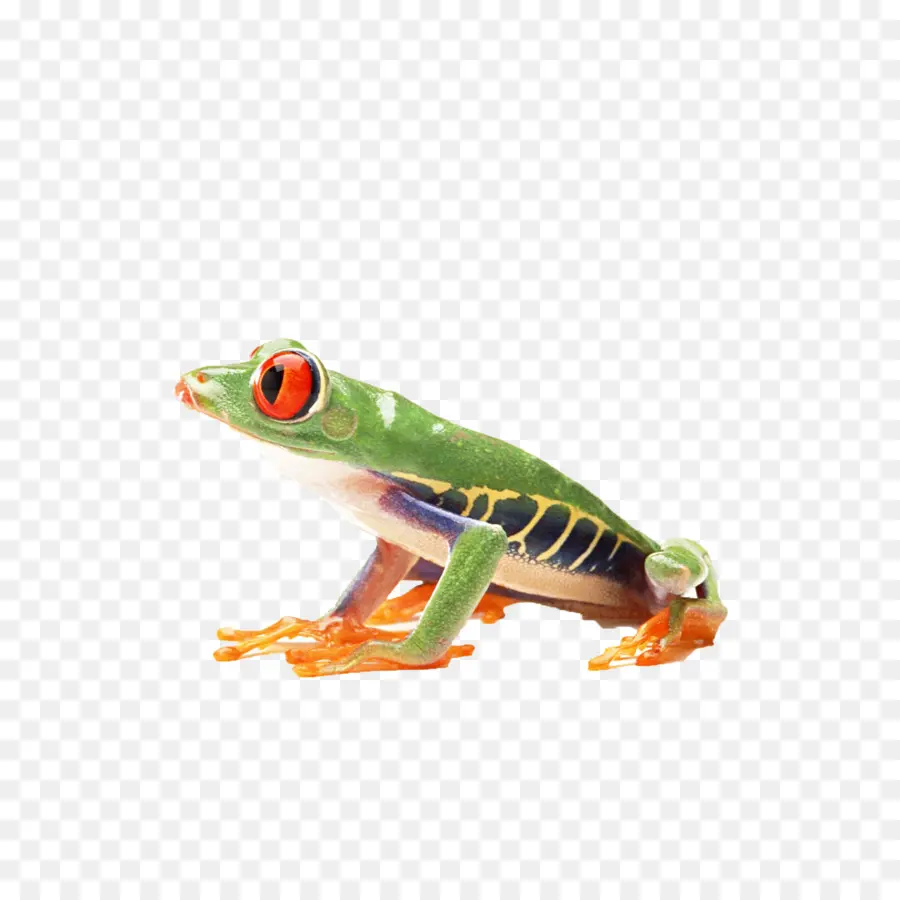 Kurbağa，Amfibi PNG