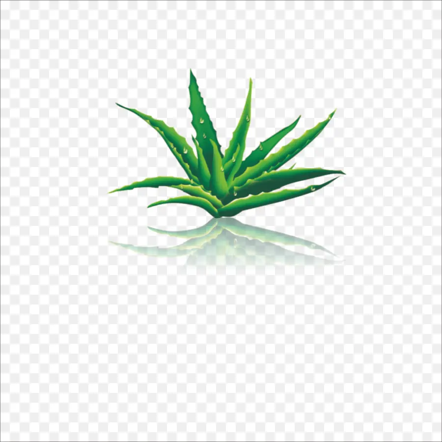 Aloe Vera，Yeşil PNG