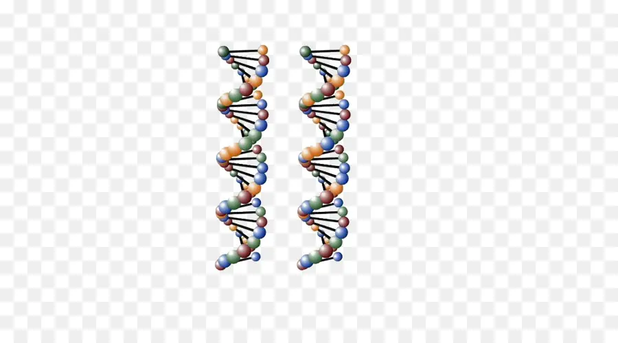 Dna，Sarmal PNG