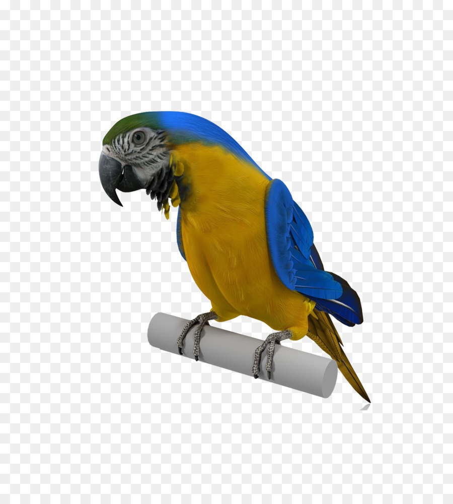 Dalğalı Papağanlar，Papağan PNG