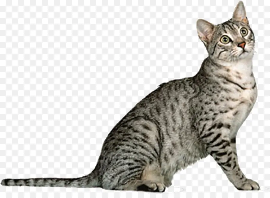 Bengal Kedisi，Kedi PNG