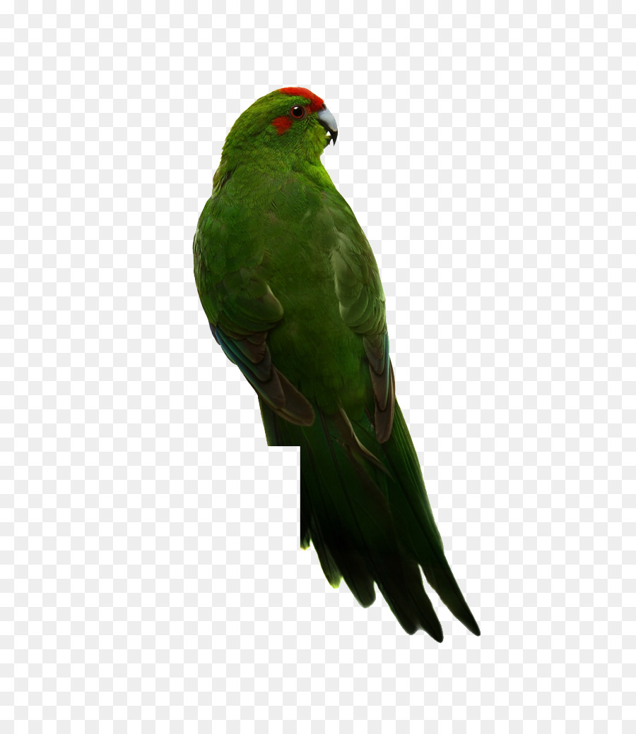 Dalğalı Papağanlar，Gerçek Papağan PNG