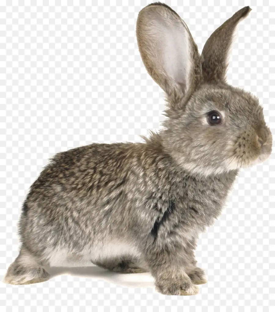 Paskalya Tavşanı，Avrupa Tavşanı PNG