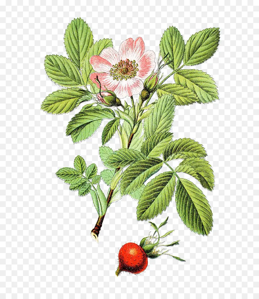 Rosa Villosa，Rosa Rubiginosa PNG