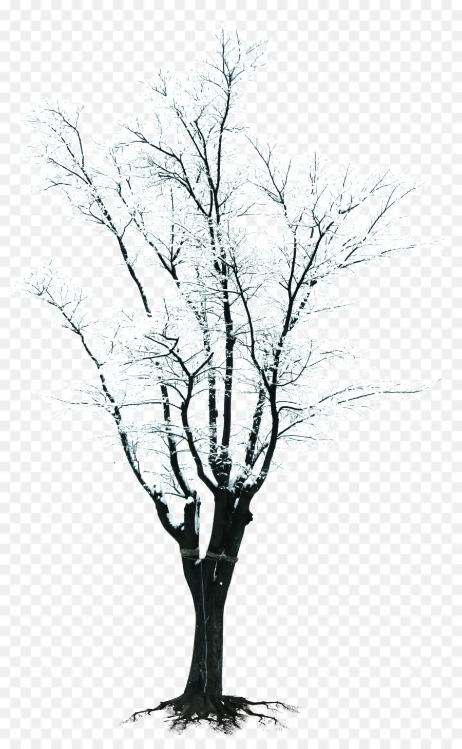 Ağaç，Şube PNG