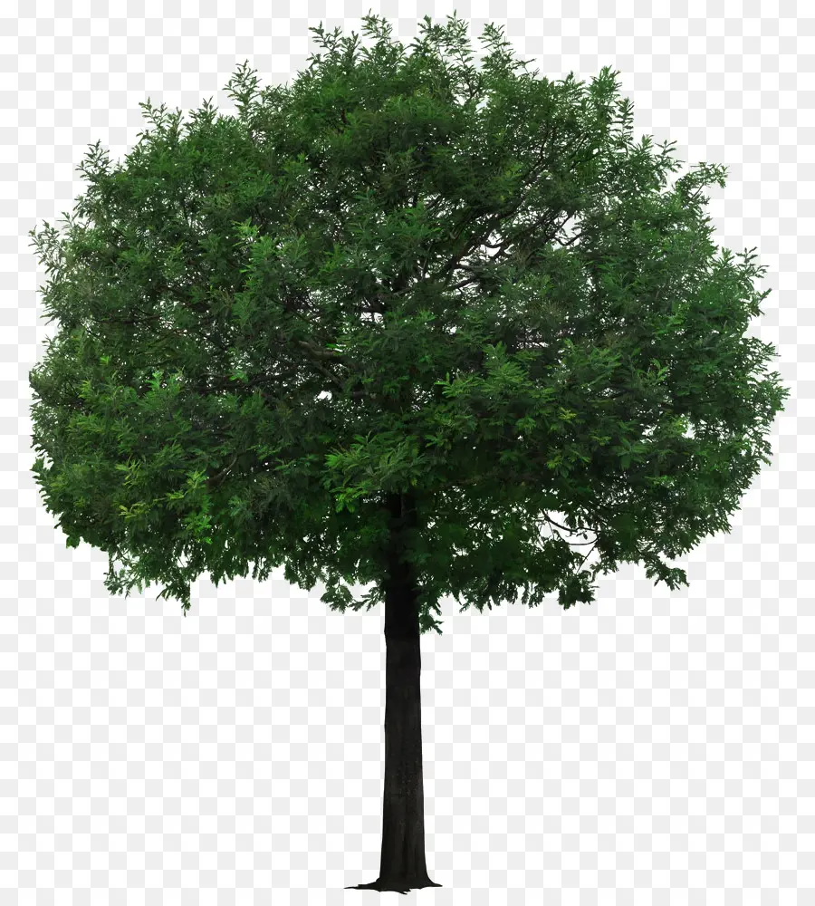 Ağaç，Yeşillendirme PNG