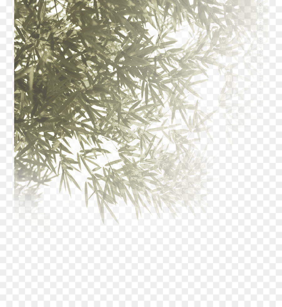 Bambu，Siyah Ve Beyaz PNG