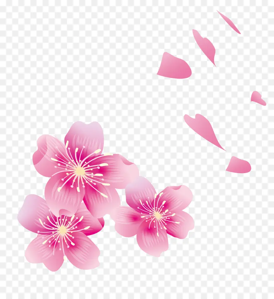 Kiraz çiçeği，Yaprağı PNG