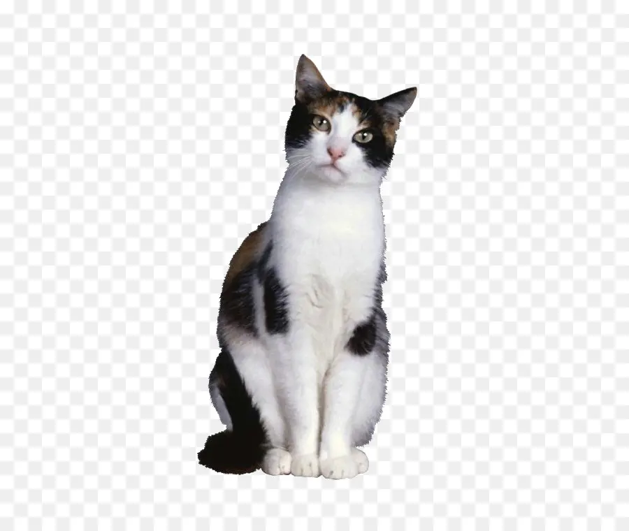 Kedi，Evcil Hayvan PNG