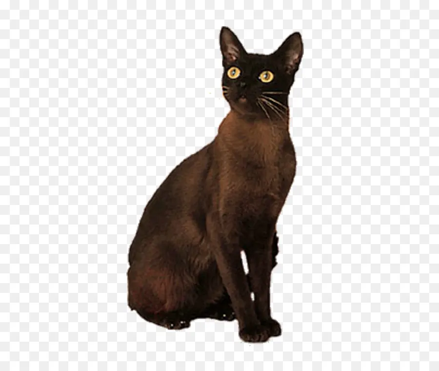 Kara Kedi，Oturma PNG