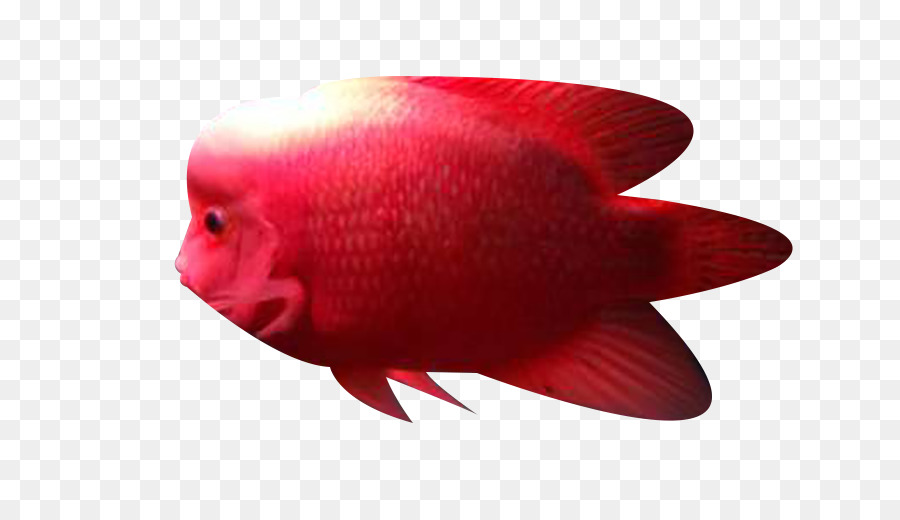 Balık，Organizma PNG
