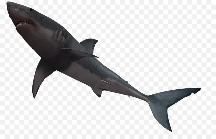Köpekbalığı，Boğa Köpekbalığı PNG