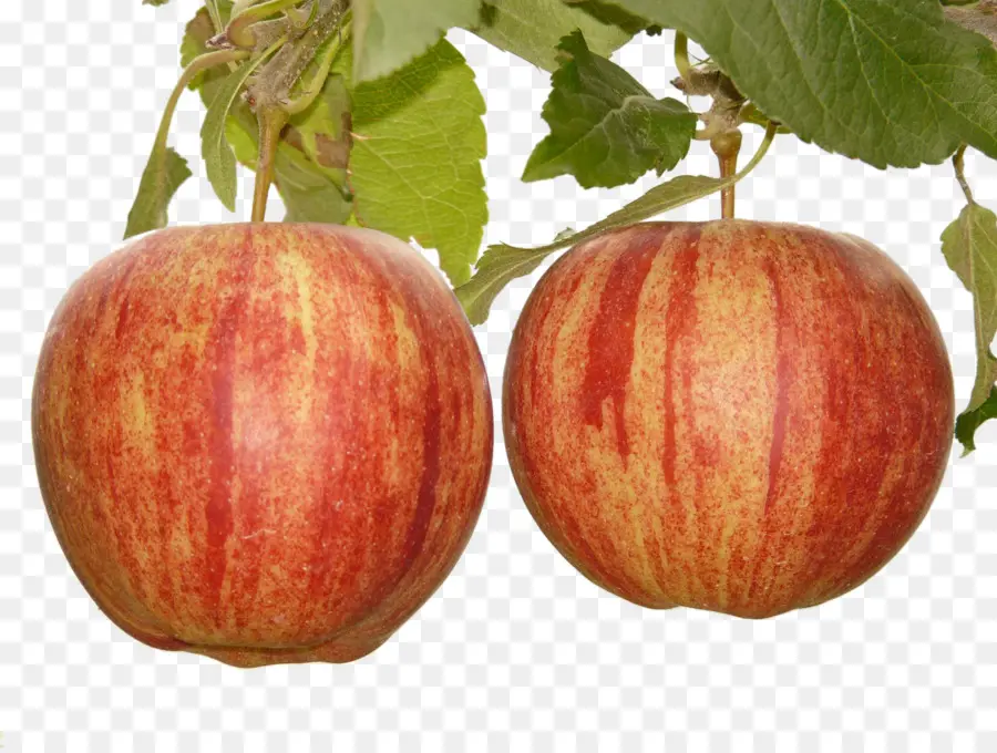 Elma，Meyve Ağacı PNG