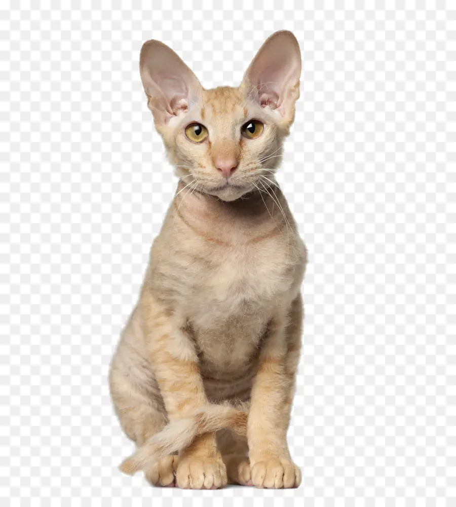 Kedi，Evcil Hayvan PNG