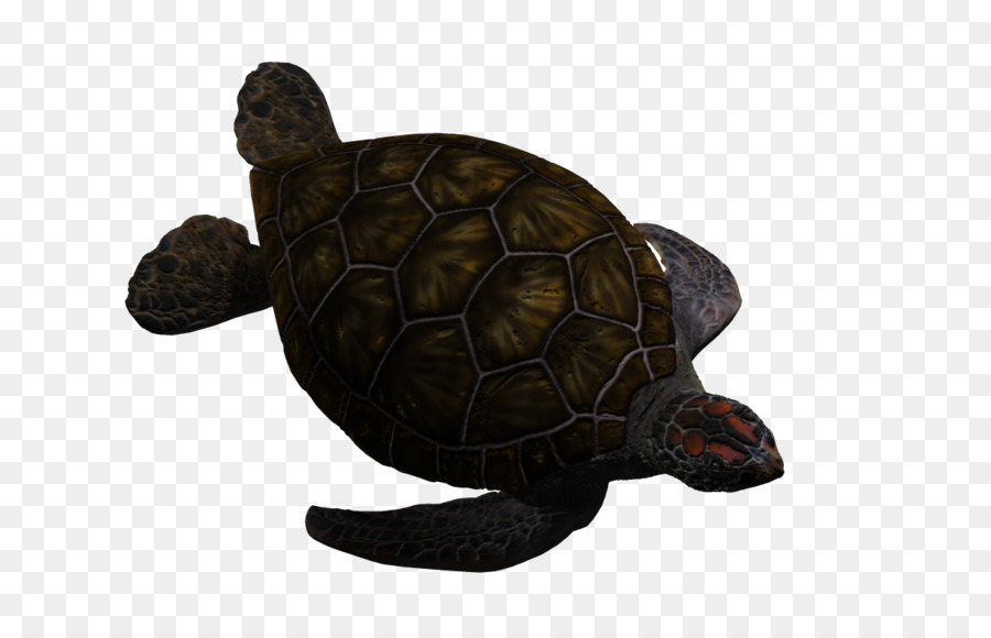 Kaplumbağa，Kutusu Kaplumbağa PNG