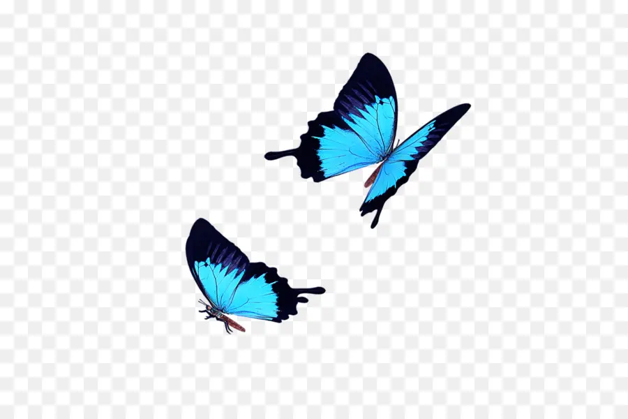 Kelebek，Mavi PNG
