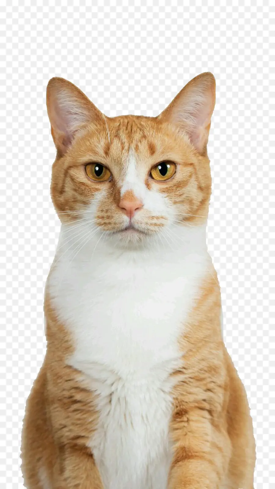 Kedi，Turuncu PNG