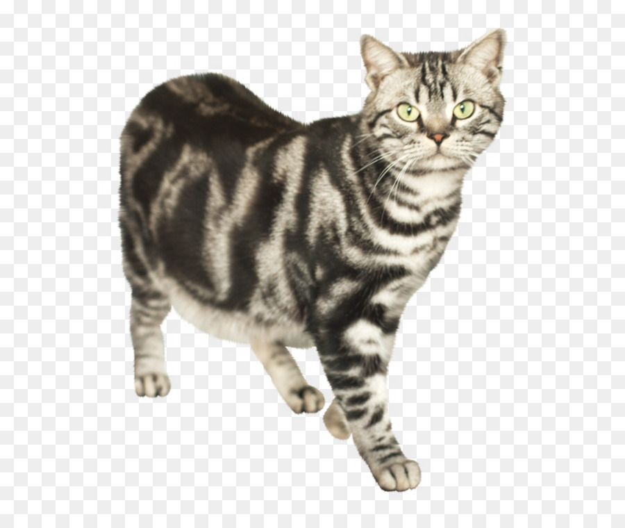 Kedi，Evcil Hayvan PNG