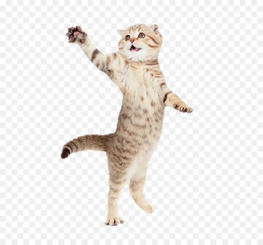 İşaretçi，Kedi PNG