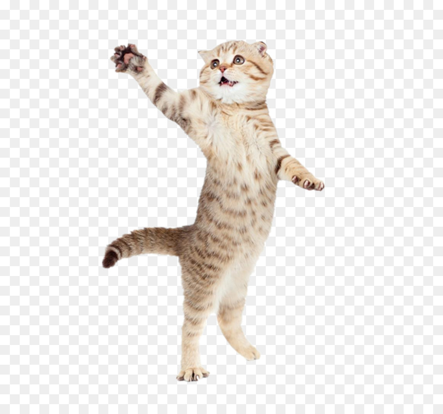 İşaretçi Kedi oyun ve oyuncak Kedi Pet kedi ayakta şeffaf PNG görüntüsü