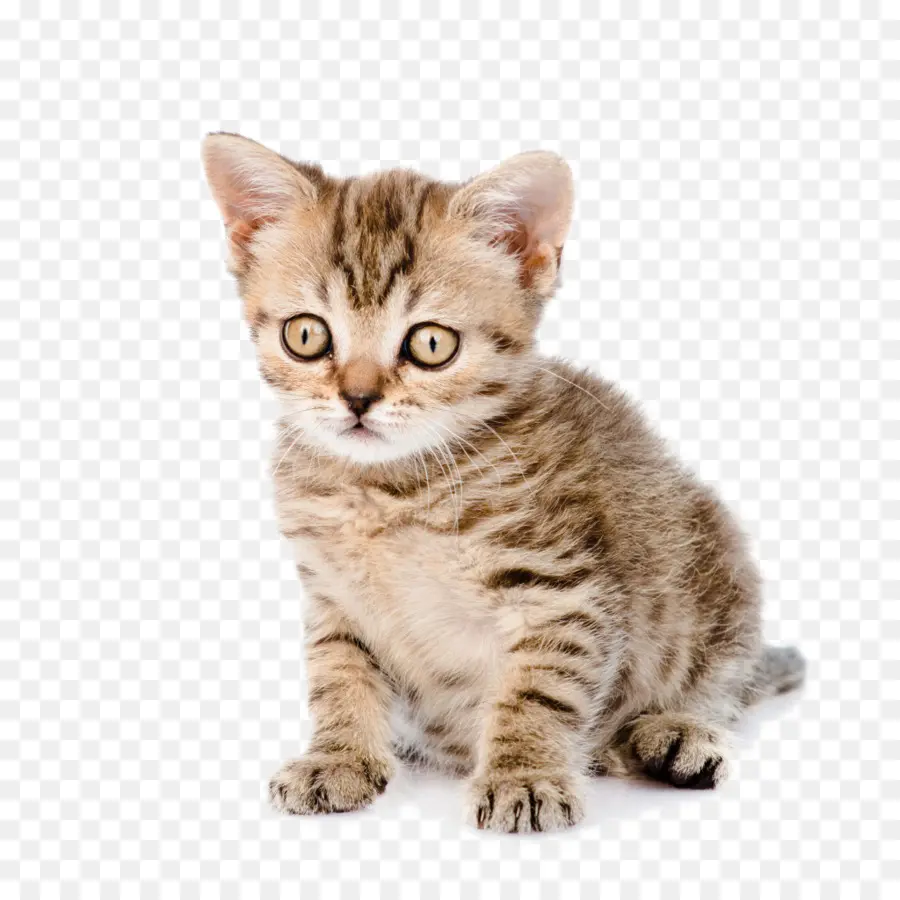 Şirin Kedi Yavrusu，Kedi PNG