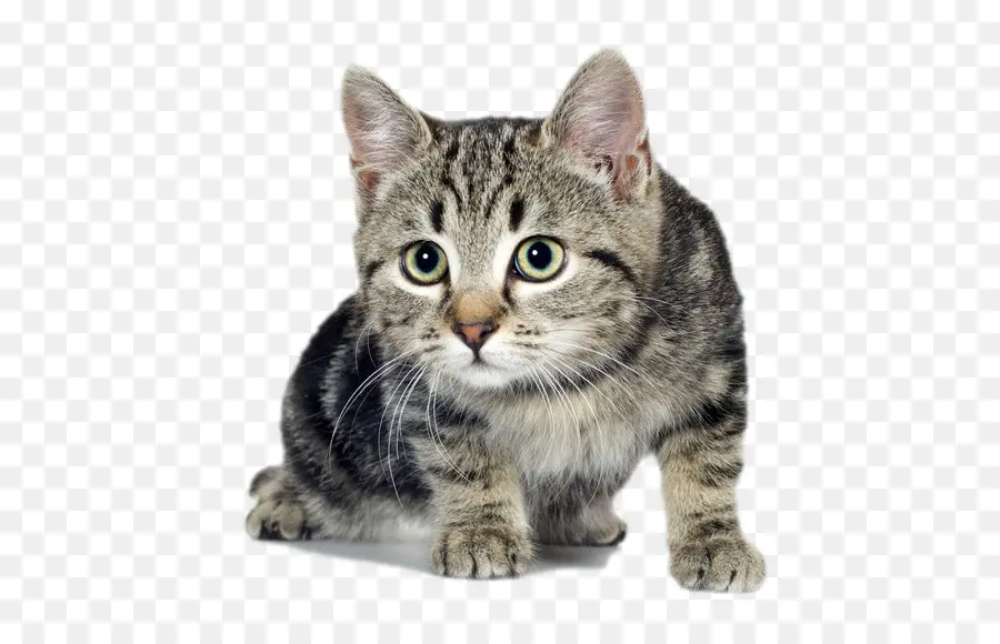 Şirin Kedi Yavrusu，Kedi PNG