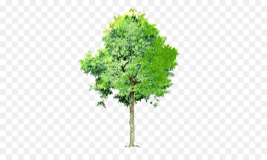 Ağaç，Peyzaj PNG