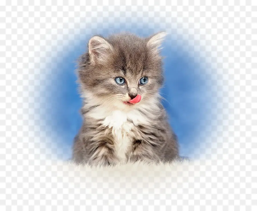 Yavru Kedi，Kedi PNG