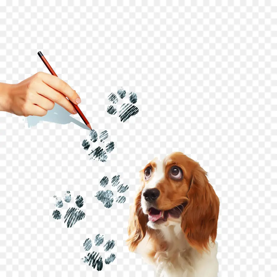 Köpek Ve Pençe İzleri，Tablo PNG