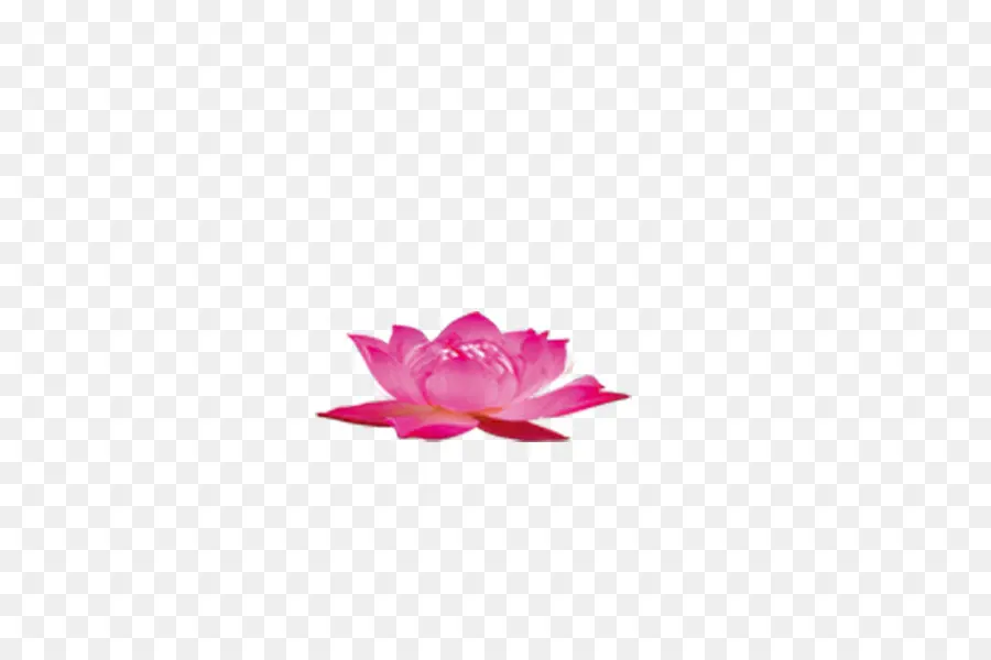 Pembe Lotus Çiçekleri，Yapraklar PNG