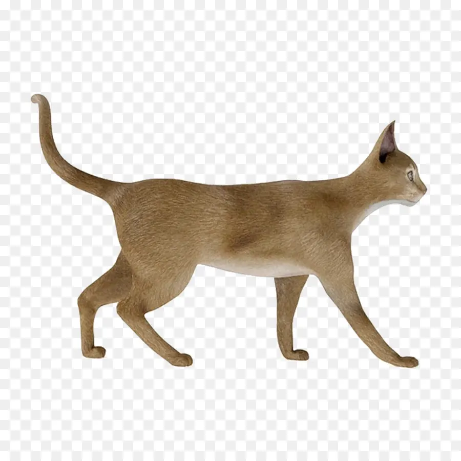 Kedi，Evcil Hayvan PNG