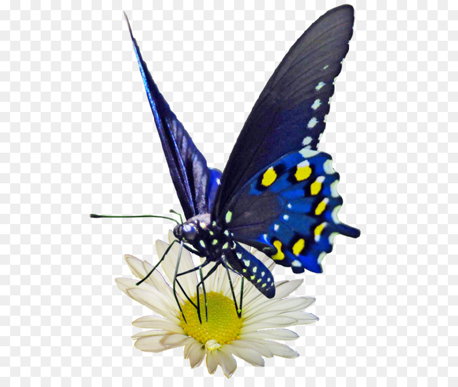 Kelebekler，Fotoğraf PNG