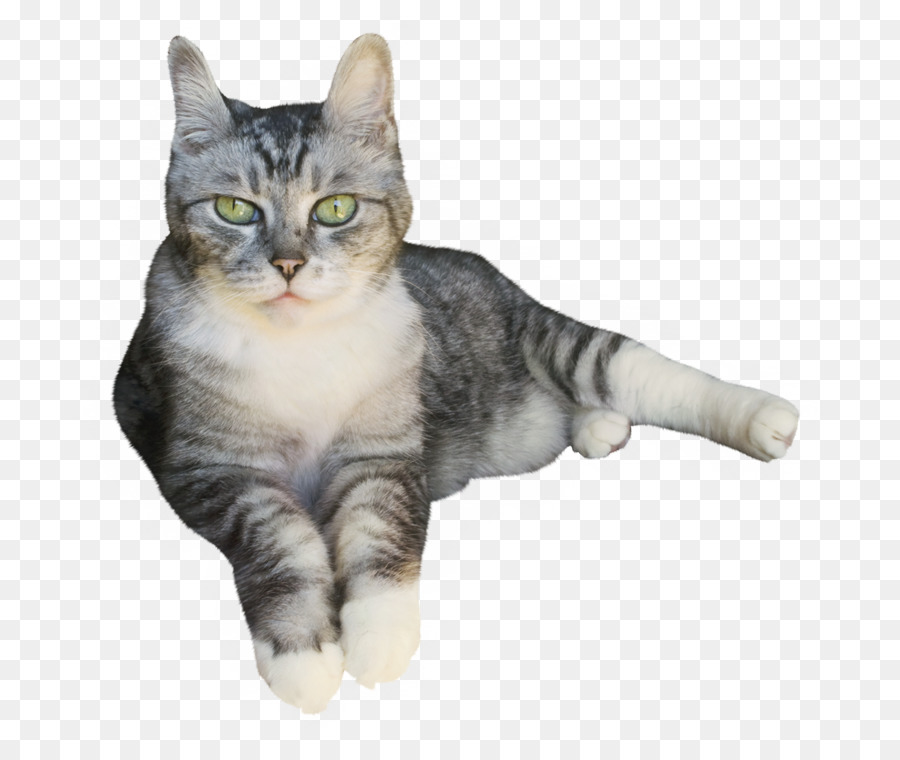 Kedi，Tekir PNG