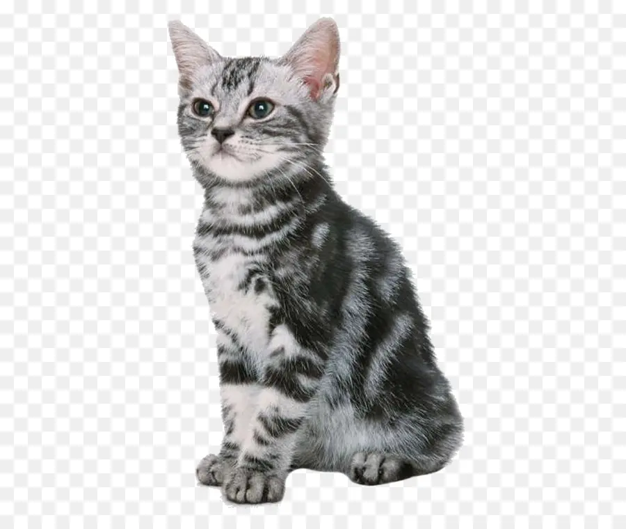 Kedi，Kedi Yavrusu PNG