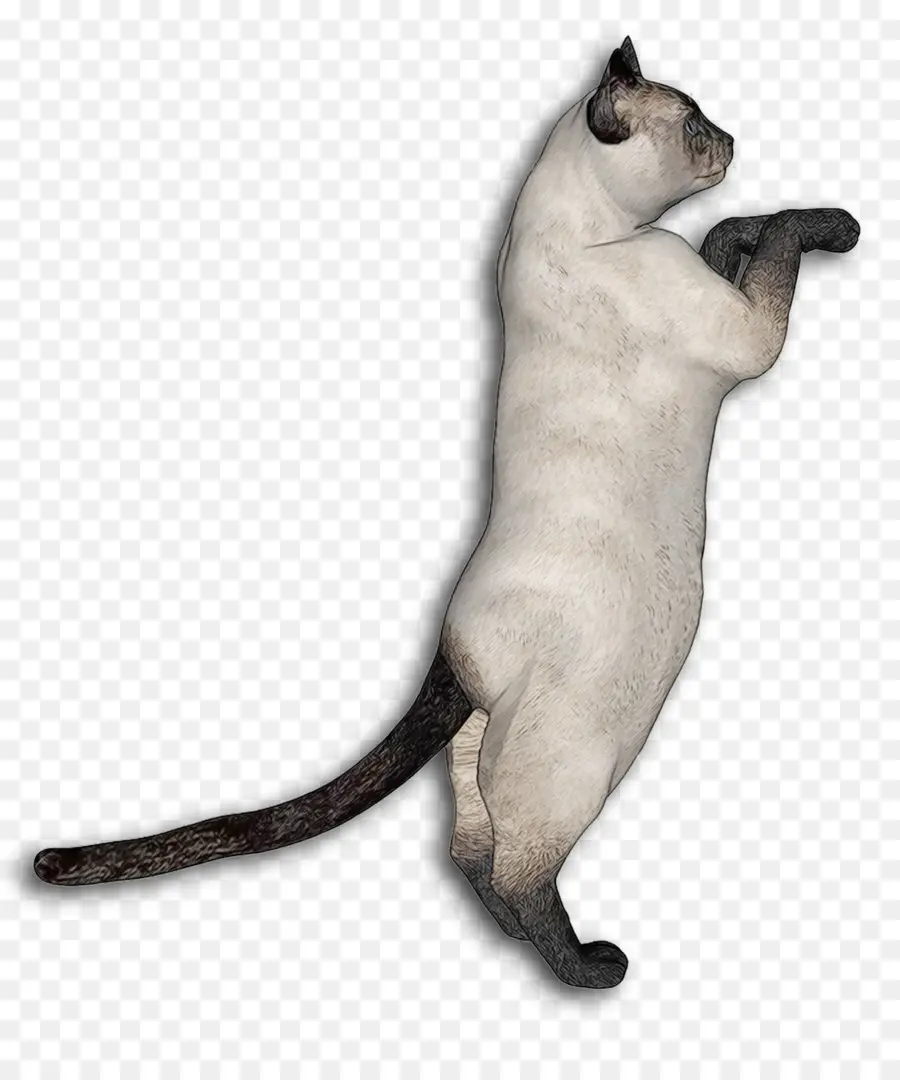 Ayakta Kedi，Ayakta PNG