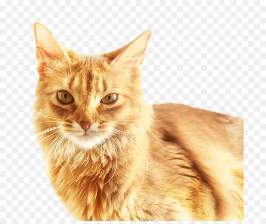 Turuncu Kedi，Kedi PNG