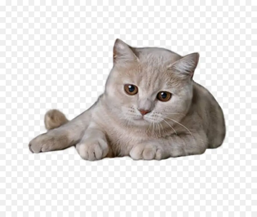 Sevimli Kedi，Kedi PNG