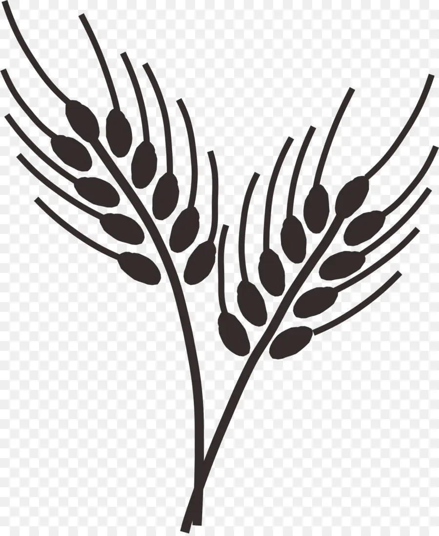 Ortak Buğday，Çizim PNG