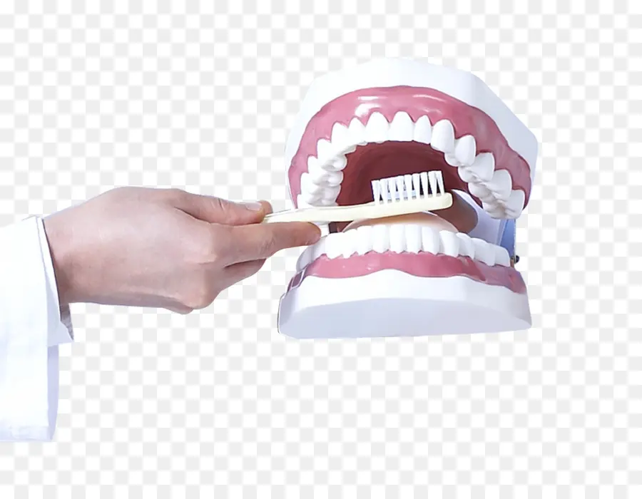 Diş，Dişçilik PNG