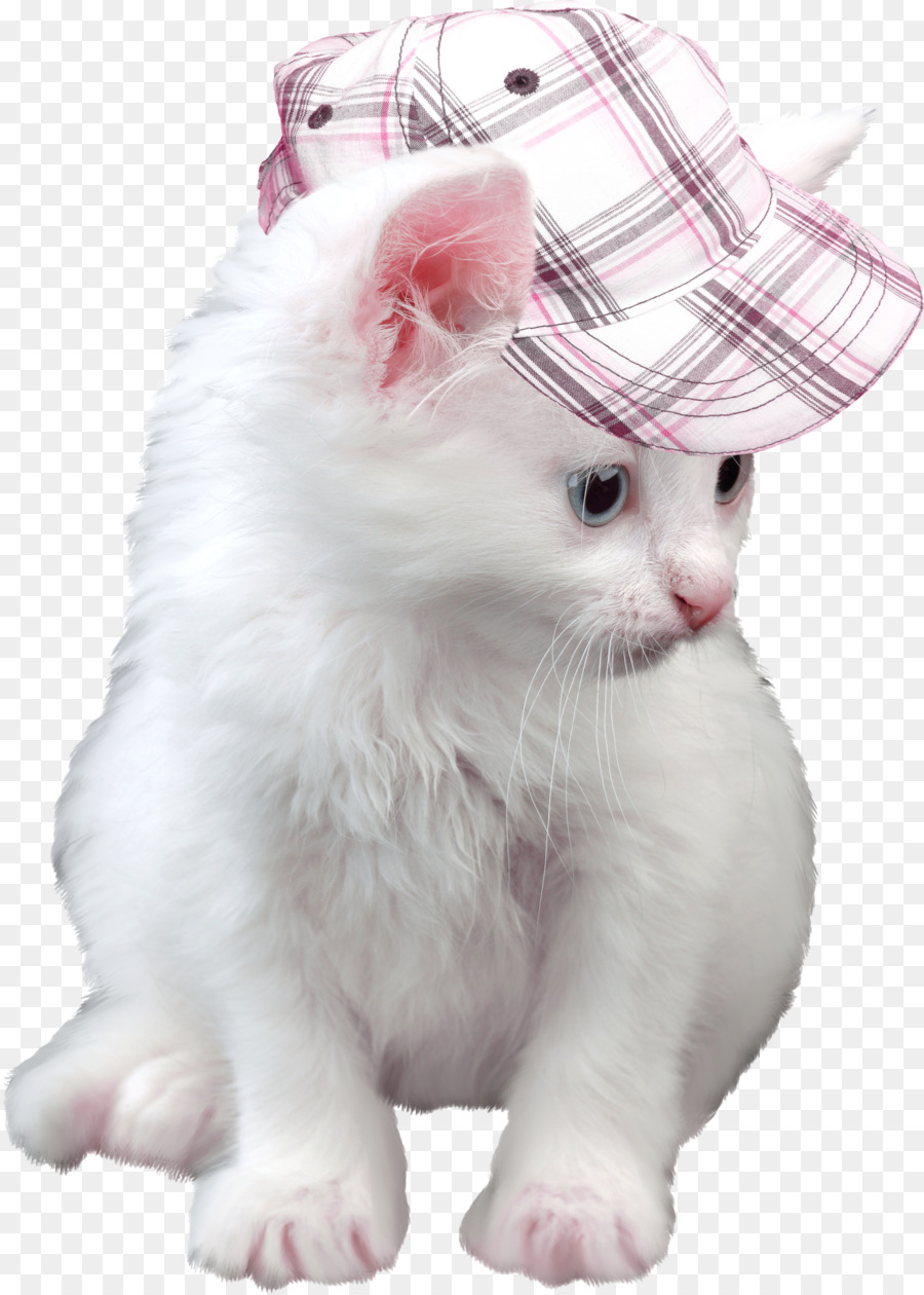 Yavru Kedi Yüksek çözünürlüklü televizyon 1080p duvar Kağıdı şapkalı