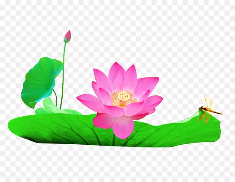 Lotus，Pembe PNG