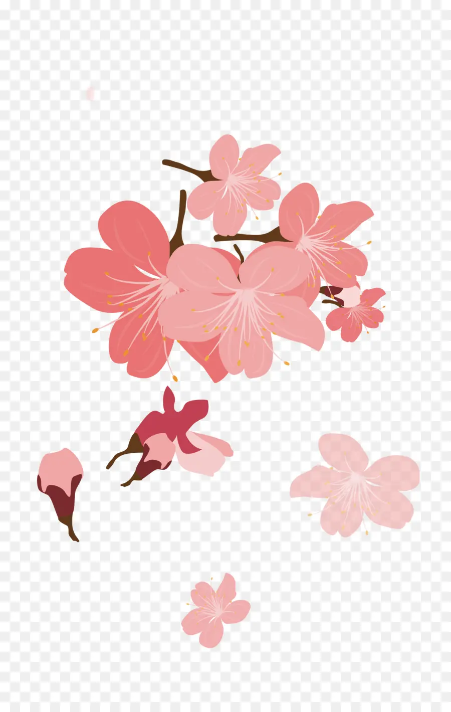 Kiraz çiçeği，Yaprağı PNG
