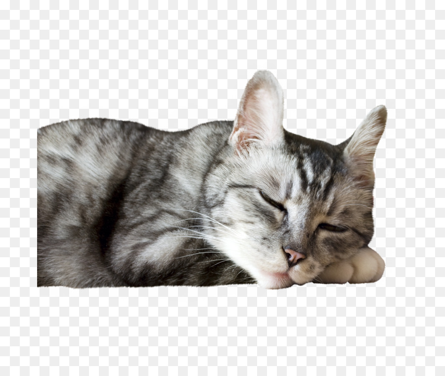 Uyuyan Kedi，Evcil Hayvan PNG