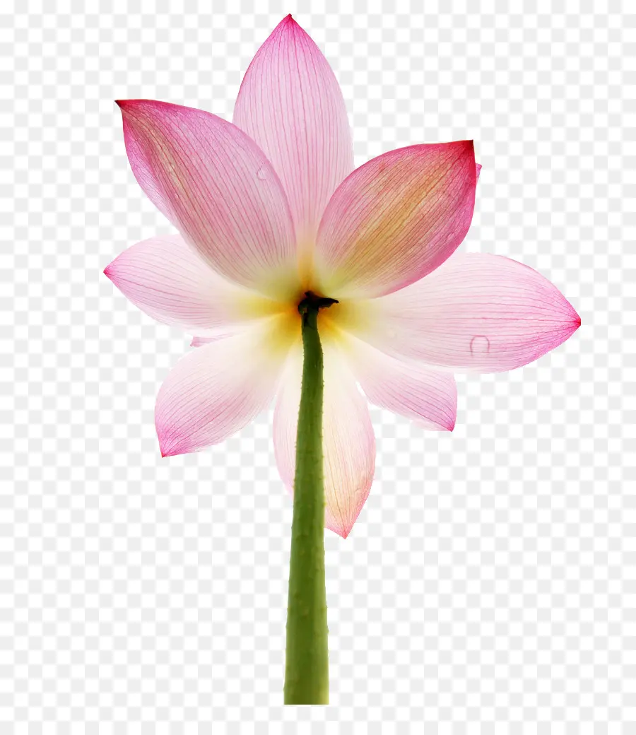 Taç Yaprağı，Nelumbo Nucifera PNG