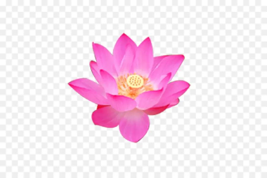 Pembe Lotus，Yapraklar PNG