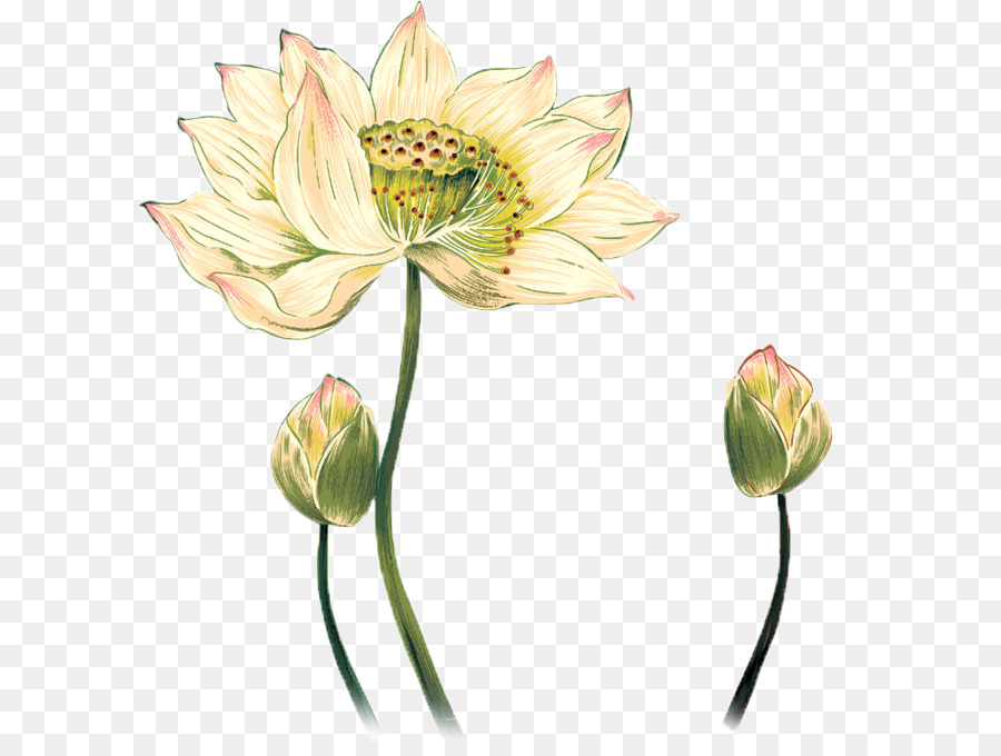 Lotus Çiçeği Çizimi，Lotus PNG