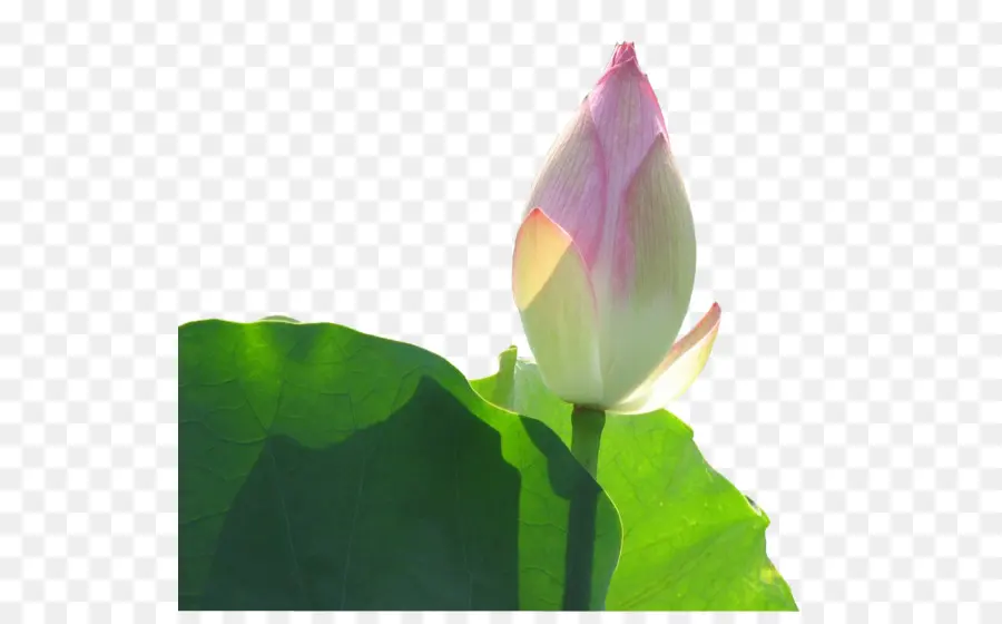 Lotus，Çiçek Açmak PNG