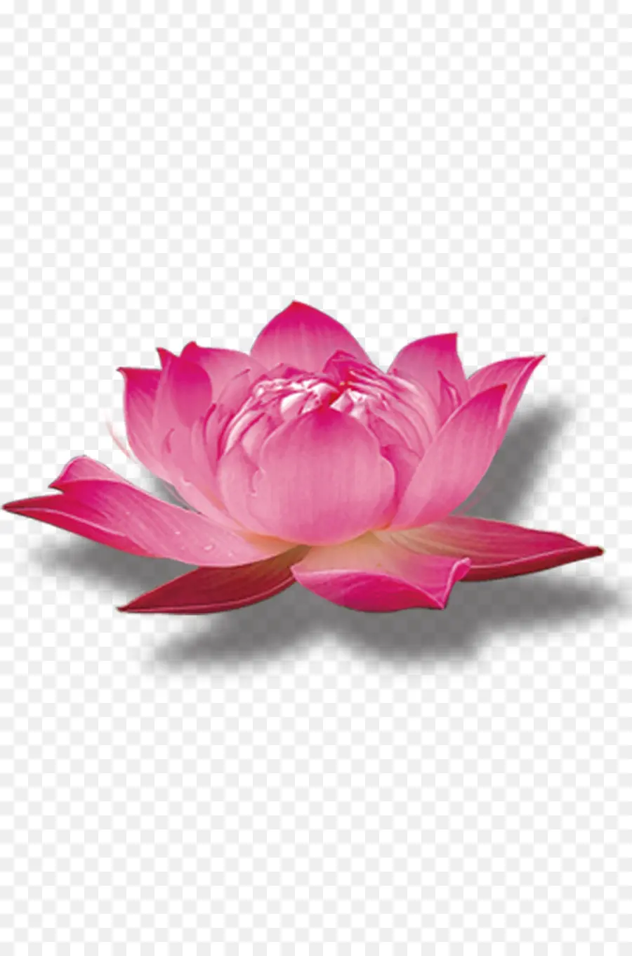 Pembe Lotus，çiçek PNG